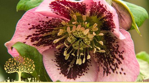 Gardeners' World Season 56 Episode 2 - Episode 2