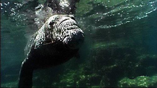 NOVA Season 36 Episode 7 - Ocean Animal Emergency