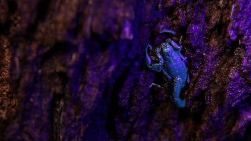 72 Dangerous Animals: Australia Season 1 Episode 10 - Lurking in the Grass