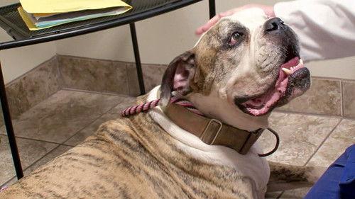 Pit Bulls and Parolees Season 4 Episode 13 - Making Miracles