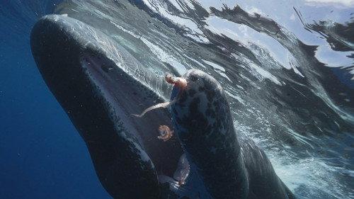 60 Minutes Season 56 Episode 15 - The Sperm Whales of Dominica; Monkey Island; Hanging On