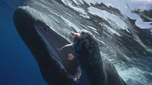 60 Minutes Season 56 Episode 15 - The Sperm Whales of Dominica; Monkey Island; Hanging On