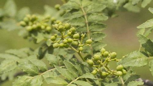 Background image for Sansho