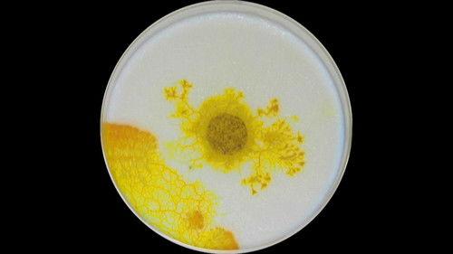 Découverte Season 32 Episode 24 - Episode 24