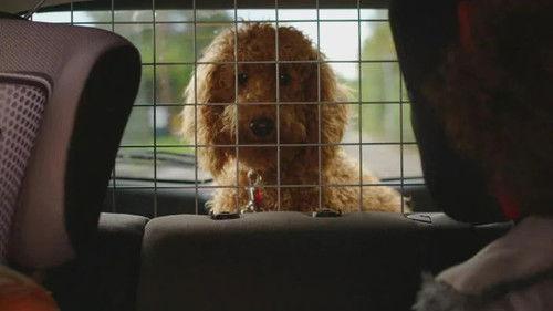 Background image for Waffle and the Swimming Pool