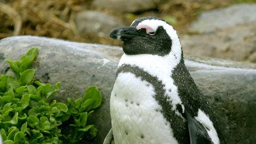 Africa's Wild Year Season 1 Episode 4 - Winter