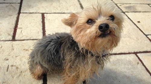 Couple with Dog Season 1 Episode 6 - Episode 6