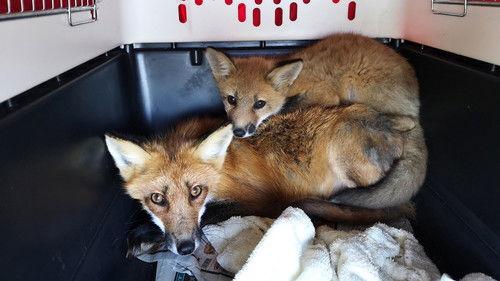 Louis and the Urban Jungle Season 2 Episode 1 - Episode 1