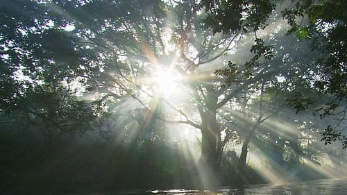 Natural World Season 24 Episode 3 - The Queen of Trees