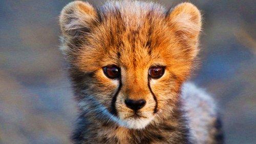 Animal Babies Season 1 Episode 1 - Safari Babies