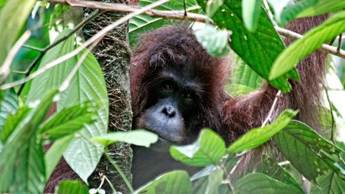 Hostile Planet Season 1 Episode 4 - Jungles