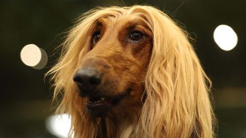 Crufts Season 16 Episode 5 - 2026 Day 2 - Part 2