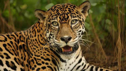 Nature Season 35 Episode 5 - The Story of Cats: Into the Americas