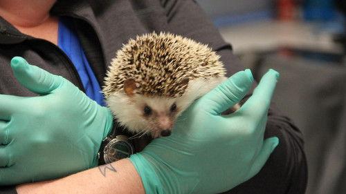 Dr. T, Lone Star Vet Season 1 Episode 1 - The Terrible Turkey Trot