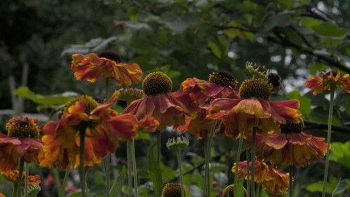 Jimmy's Big Bee Rescue Season 1 Episode 2 - Episode 2