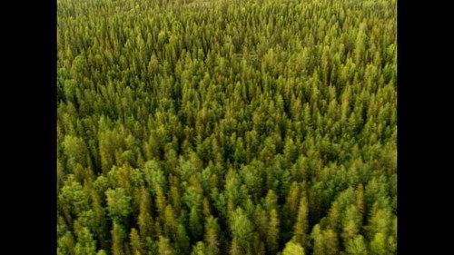 Was ist Was TV Season 1 Episode 20 - Trees