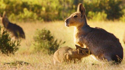 Wild Argentina Season 1 Episode 1 - Mountains of Extremes