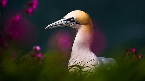 Springwatch Season 16 Episode 9 - Episode 9