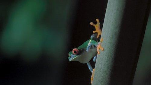 Night on Earth Season 1 Episode 3 - Jungle Nights