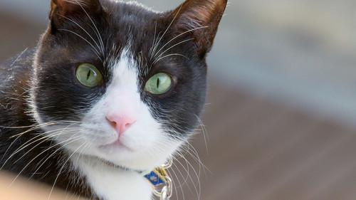 A Cat's-Eye View of Japan Season 2 Episode 6 - Hiroshima: A Scoop of Happiness