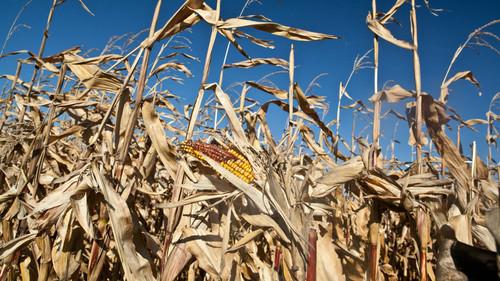 Nostradamus: End of Days Season 1 Episode 6 - Hungry Hungry Humans