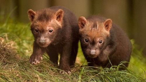 The Secret Life of the Zoo Season 6 Episode 5 - Chimp Turf War