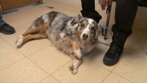 The Incredible Dr. Pol Season 13 Episode 13 - She Works Hard for the Bunny