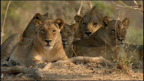 Africa's Hunters Season 3 Episode 6 - Buffalo Showdown