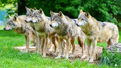 Animal Park Season 22 Episode 5 - Summer 2023: Episode 5