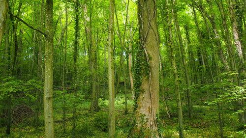 Britain's Deadliest Kids Season 1 Episode 5 - Joshua Davies