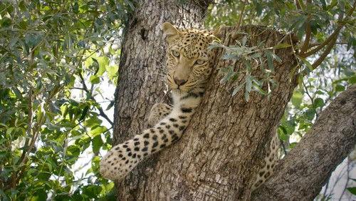 Africa's Wild Horizons Season 2 Episode 1 - Ghosts of Cederberg