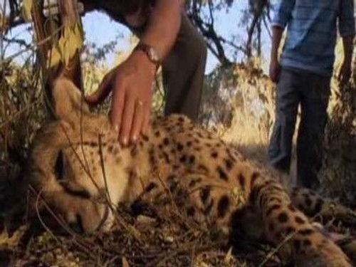 Wild at Heart Season 1 Episode 2 - Episode Two