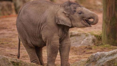 The Secret Life of the Zoo Season 1 Episode 1 - Episode 1