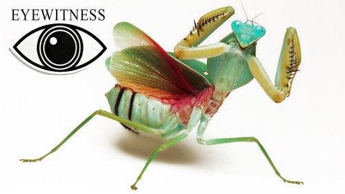 Eyewitness Season 1 Episode 9 - Insect