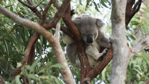 The Great Barrier Reef: A Living Treasure Season 1 Episode 3 - The Islands