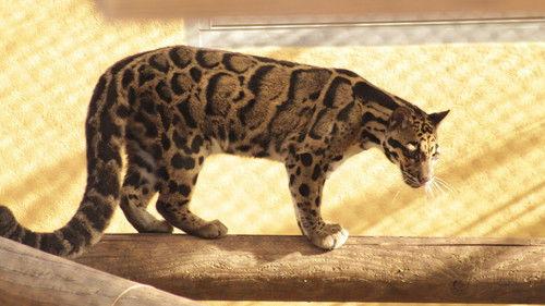 Secrets of the Zoo: Tampa Season 4 Episode 2 - Scent of a Porcupine