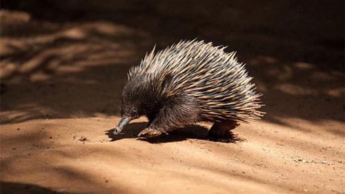 Australia Remastered Season 1 Episode 3 - Platypus and Echidna