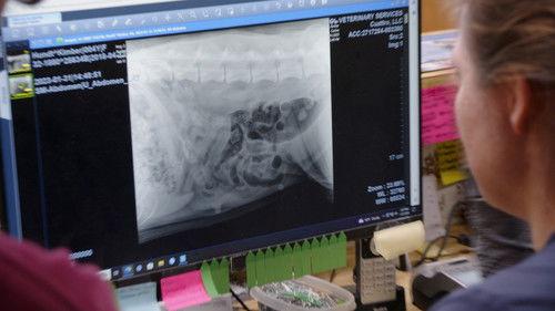 The Incredible Dr. Pol Season 23 Episode 6 - All for One and One for Pol