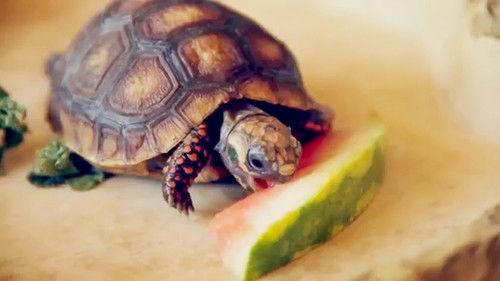 World's Funniest Animals Season 1 Episode 6 - Episode 106