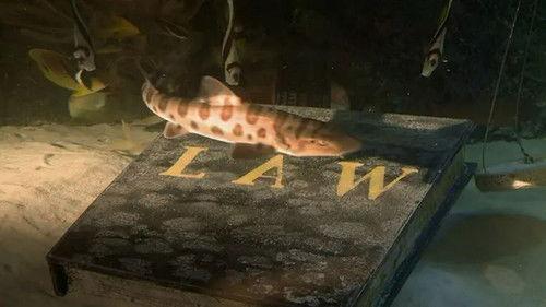 Tanked Season 1 Episode 4 - Be Cool