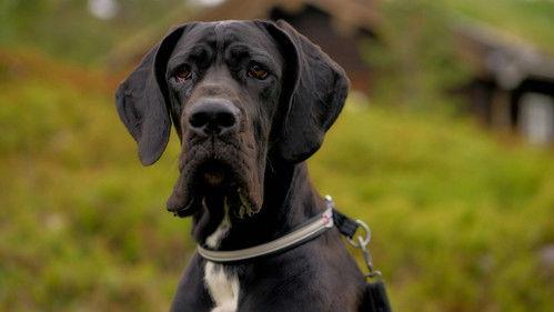 From bully to best friend Season 3 Episode 5 - Zlatan is back