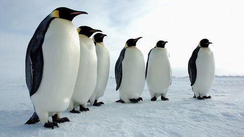 Tears of Antarctica Season 1 Episode 2 - Episode 2