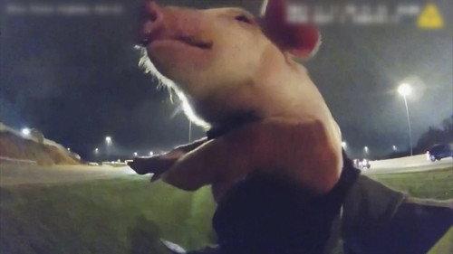 Late Night Lockup Season 2 Episode 2 - Pigs on the Highway