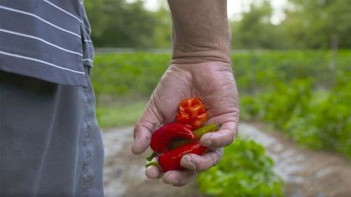 Wisconsin Foodie Season 11 Episode 7 - Savory Accents