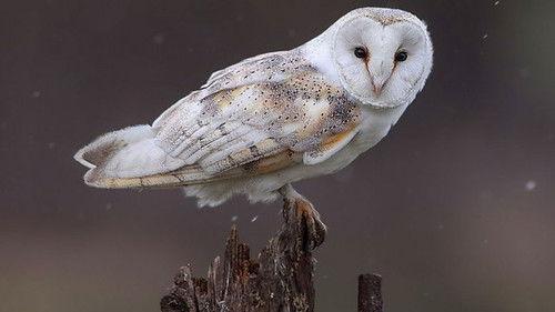 Springwatch Season 19 Episode 1 - Episode 1