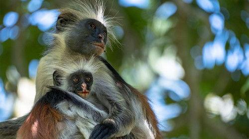 undefined Season 1 Episode 2 - Islands