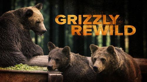 The Nature of Things Season 62 Episode 8 - Grizzly Rewild