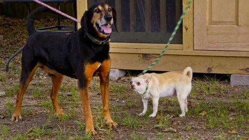 Pit Bulls and Parolees Season 17 Episode 1 - Evading Capture