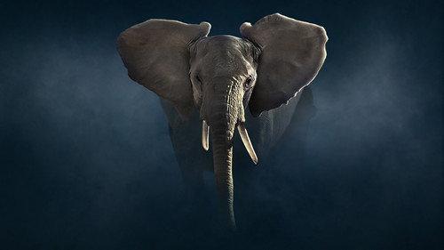 Dynasties Season 2 Episode 2 - Elephant