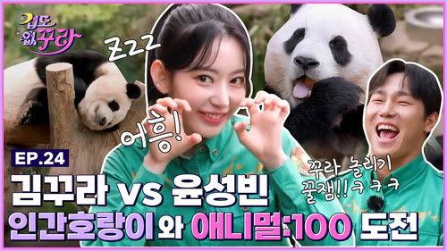 Don't Be Afraid Sakura Season 1 Episode 24 - Sakura X Yun Sung Bin! Animal: 100 Challenge with Fu Bao, Tiger and T Express!